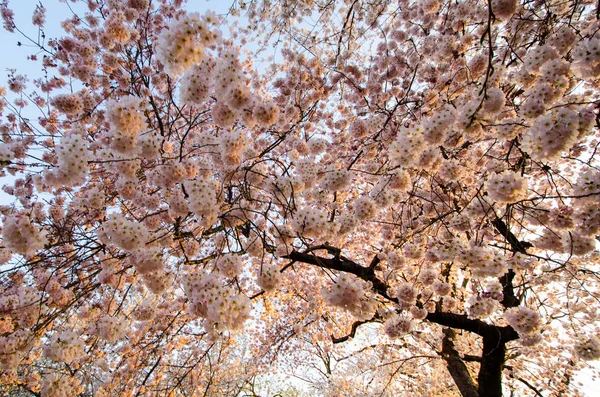 Crepúsculo Vista Pôr Sol Uma Grande Árvore Flor Cerejeira Washington — Fotografia de Stock