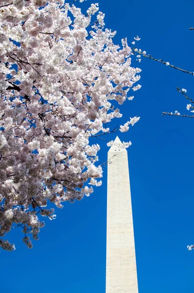 Blossom Körsbärsträd Full Blom Med Washington Monument Bakgrunden Mot Blå — Stockfoto