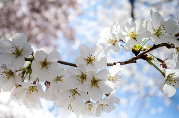 Крупним Планом Подання Вишня Цвітіння Квітки Вашингтоні Під Час Cherry — стокове фото