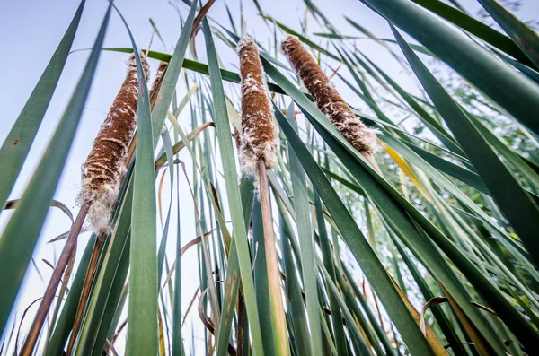 예술적인 Cattails — 스톡 사진