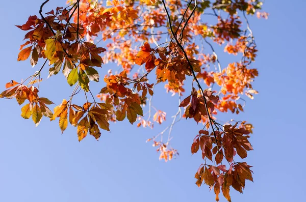 Mavi Bir Gökyüzü Karşı Sanatsal Görünümünü Kırmızı Sonbahar Yaprakları Yaprakları — Stok fotoğraf