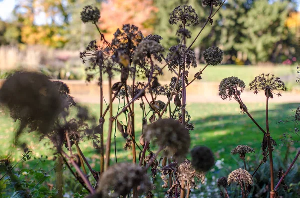 Seçici Odak Bir Bahçede Ölü Çiçekler Üzerinde Çiçekler Mor Kır — Stok fotoğraf