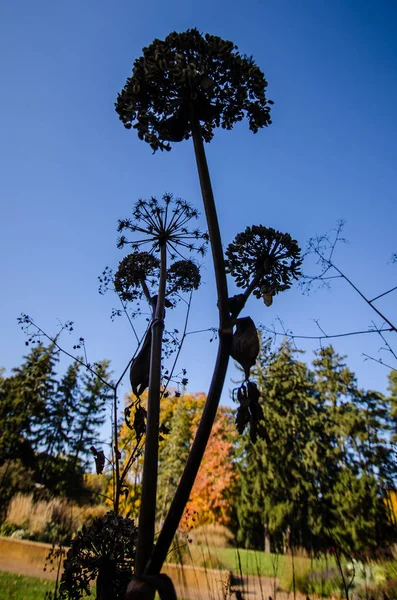 Силуэт Мертвого Полевого Цветка Prairie Pholux Против Голубого Неба Осенью — стоковое фото