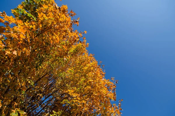 Sola Hizalı Kopya Alanı Için Bir Ağaç Üzerinde Güzel Turuncu — Stok fotoğraf
