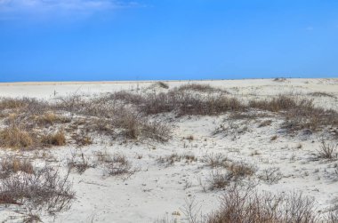 Mavi gökyüzü, kum ve deniz otları Assateague Adası Ulusal Deniz