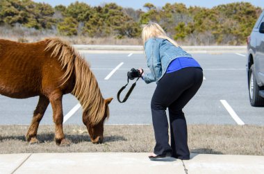 Sarışın kadın alarak kadere meydan okumasıyla çok yakın yaban hayatı, vahşi bir at Assateague Adası, bir fotoğraf almak çalışılıyor