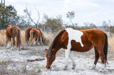 Vahşi atlar otlatma - Assateague Adası Milli Seashore, Maryland bir bariyer ada