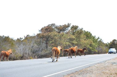 Vahşi gallup yolun Maryland'deki Assateague Adası Milli Seashore tarafından boyunca atlar