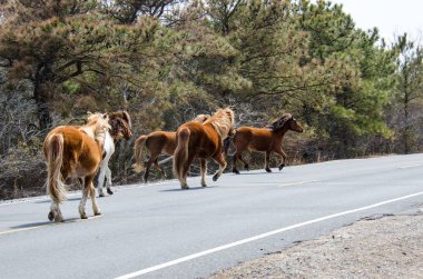 Wild horses gallup along the side of the road in Assateague Island National Seashore in Maryland clipart