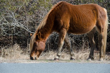 Vahşi at çim yolun - Maryland'deki Assateague Adası Milli Seashore tarafından boyunca yiyor