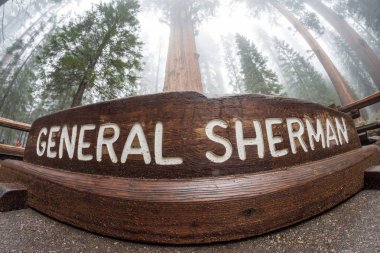 Fisheye lens view of the General Sherman tree in Sequoia National Park California clipart
