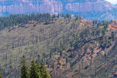 Yakılan Bryce Canyon Milli Parkı Utah orman yangında yanmış ağaçlardan