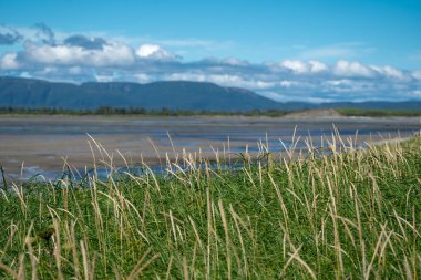 Uzun uzun otların Alaska Katmai Milli Parkı, ön planda. Nehir ve arka planda bulanık dağlar