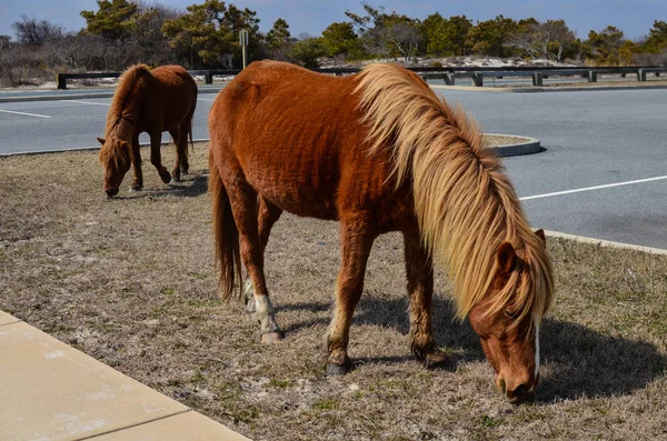 Vahşi Vahşi Atlar Dolaşmak Park Yerinde Assateague Adası Milli Parkı — Stok fotoğraf