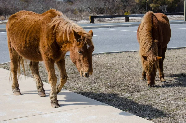 Cavalli Selvatici Selvatici Vagano Pascolano Parcheggio Nel Parco Nazionale Dell — Foto Stock