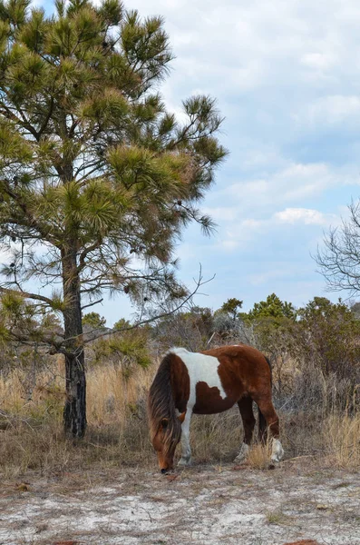 野马放牧 阿萨泰格岛国家海滨 马里兰州的一个屏障岛 — 图库照片