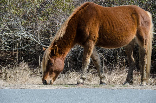 Divoký Kůň Žere Trávu Podél Silnice Assateague Island National Seashore — Stock fotografie