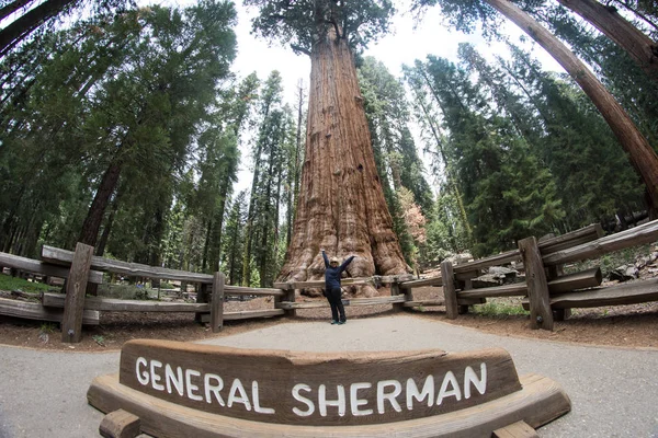 在红杉国家公园的谢尔曼将军树前 妇女摆姿势展示规模 — 图库照片