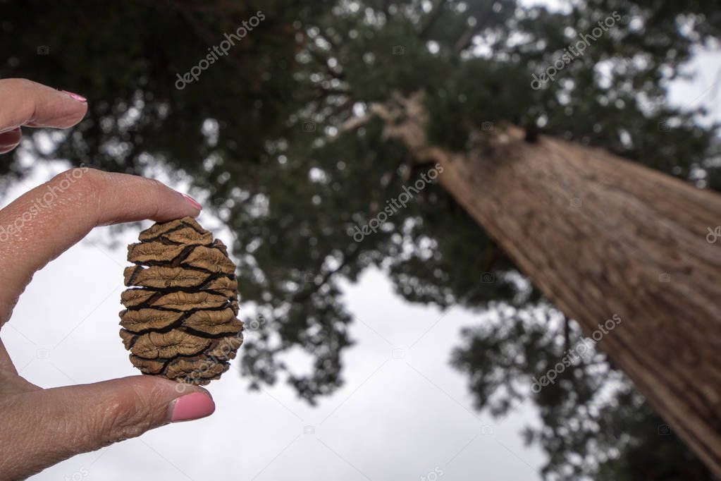 A hand holds a small sequoia tree pine cone with a giant sequoia tree blurred in background