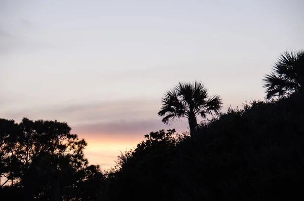 Silueta Palmeras Contra Hermoso Atardecer Cielo Colorido Folly Beach Carolina —  Fotos de Stock