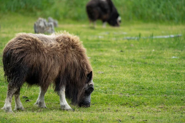 Alaskan Musk Pascola Pascolo Verde Mangiando Erba — Foto Stock