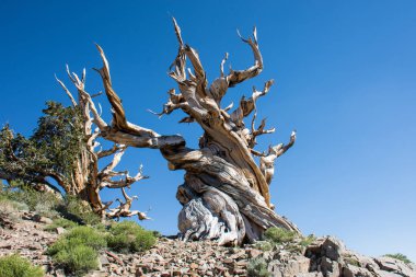 Antik Bristlecone çam ağacı - bu yaşlı ağaçlar bükülmüş ve özellikleri budaklı. California - Beyaz dağlar