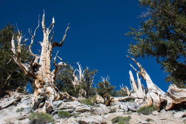 Antik Bristlecone çam ağacı - bu yaşlı ağaçlar bükülmüş ve özellikleri budaklı. California - Beyaz dağlar
