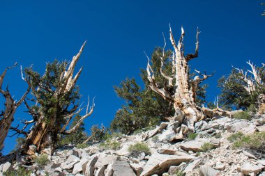 Antik Bristlecone çam ağacı - bu yaşlı ağaçlar bükülmüş ve özellikleri budaklı. California - Beyaz dağlar