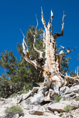 Antik Bristlecone çam ağacı - bu yaşlı ağaçlar bükülmüş ve özellikleri budaklı. California - Beyaz dağlar