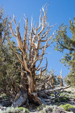 Antik Bristlecone çam ağacı - bu yaşlı ağaçlar bükülmüş ve özellikleri budaklı. California - Beyaz dağlar