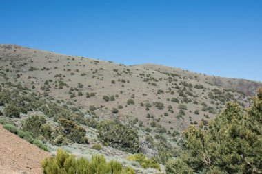 Ak dağlar California, Inyo Ulusal ormandan görüntülemek
