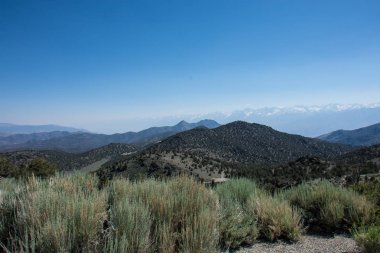 Antik Bristlecone çamı ormanıyla California Inyo Ulusal ormanı içinde