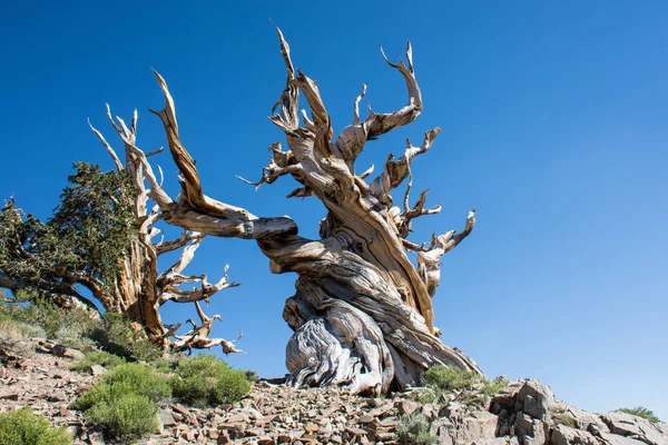 Antik Bristlecone çam ağacı - bu yaşlı ağaçlar bükülmüş ve özellikleri budaklı. California - Beyaz dağlar