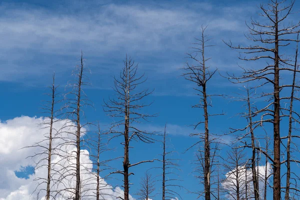 Árboles Quemados Carbonizados Incendio Forestal Parque Nacional Bryce Canyon Utah — Foto de Stock