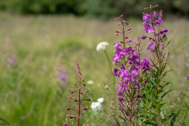 Güzel Alaska fireweed mor kır çiçeği. Fazladan kopya alanı sol hizalı