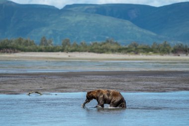 Alaska kıyı kır saçlı kahverengi ayı bir somon balığı Katmai Milli Parkı'nda sudan kapmak