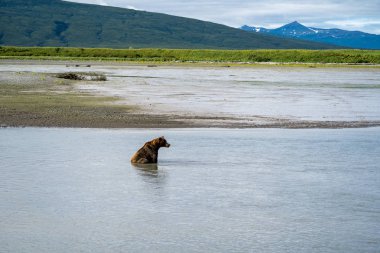 Somon Katmai Milli Parkı'nda balıklar gibi Alaska kıyı kahverengi ayı suda oturur