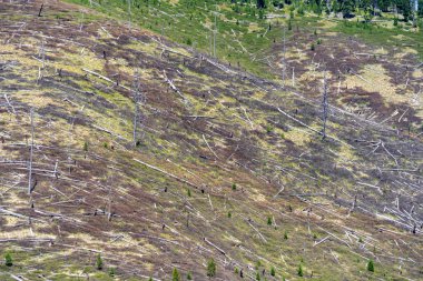 Yanık ağaçlar Idaho testere dişi vahşi dağlarında yüzlerce. Ormansızlaşma