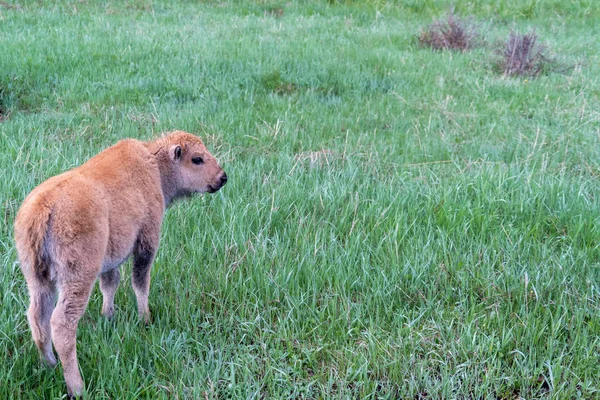 Förtjusande Baby Bison Kalv Äter Och Skrubbsår Gräset Våren Yellowstone — Stockfoto