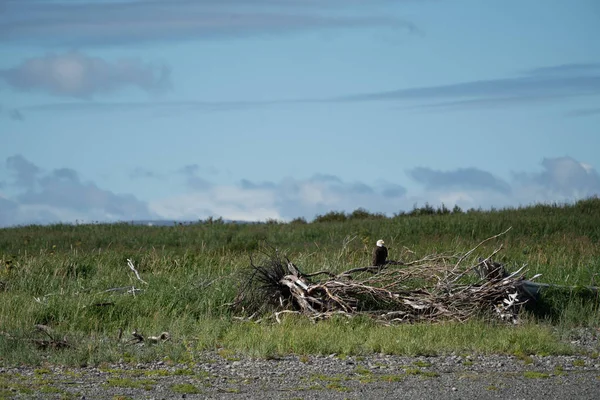 Águia Careca Americana Fica Empoleirada Pedaço Madeira Parque Nacional Katmai — Fotografia de Stock