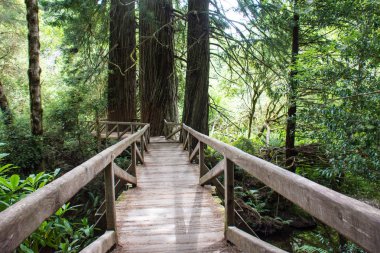 Eski büyüme orman Redwood Milli Parkı'nda California ile iz hiking