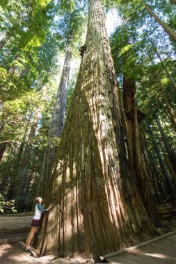Yaz aylarında bir ağaç Kaliforniya Redwood Milli Parkı'nda yanındaki kadın turist standları