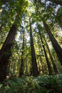 Redwood Milli Parkı Kaliforniya'da bir orman Redwood grove ağaçlarda dev ağaçlar