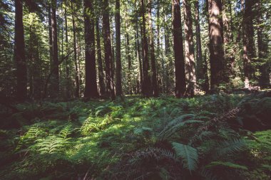 Eğrelti otları ve diğer bitki örtüsü Kaliforniya Redwood Milli Parkı içinde gösterilen orman zemini