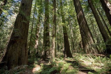 Grove California at Redwood National Park ormanda Sekoya ağaçları