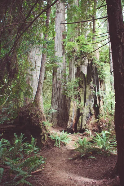 Стежка Через Старовікових Лісів Національний Парк Редвуд Каліфорнії — стокове фото
