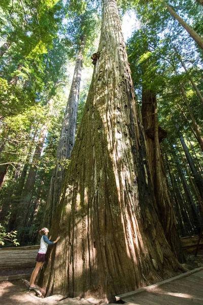 Жіночий Туристичних Стоїть Поруч Гігант Редвуд Дерево Каліфорнії Національний Парк — стокове фото