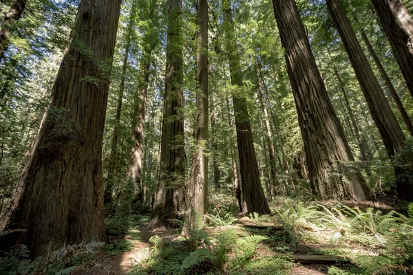 Гай Редвуд Дерева Лісі Каліфорнії Національний Парк Редвуд — стокове фото