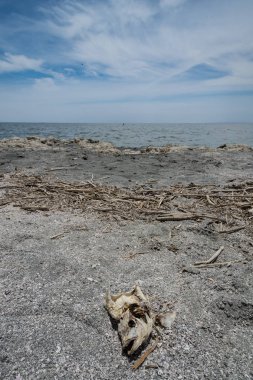 Bombay Beach California Salton Denizi kıyısında karaya vurmuş bir ölü tilapia balık kafası görünümünü portre