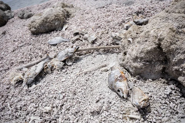 Bombay Beach California Salton Denizi Kıyısında Ölü Tilapia Balık Kafası — Stok fotoğraf